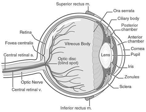 Eye Diagram Labeled