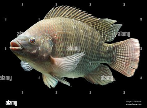 Mozambique Tilapia Oreochromis Mossambicus Isolated On Black Studio Aquarium Shot Stock Photo ...