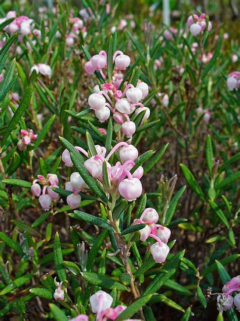 Andromeda polifolia (Bog Rosemary, Marsh Andromeda) | North Carolina Extension Gardener Plant ...