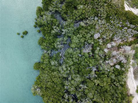 Mangrove conservation - How can drones help?