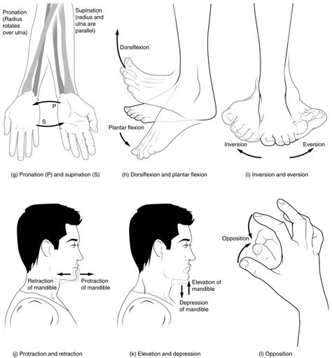 9.5 Types of Body Movements – Anatomy and Physiology