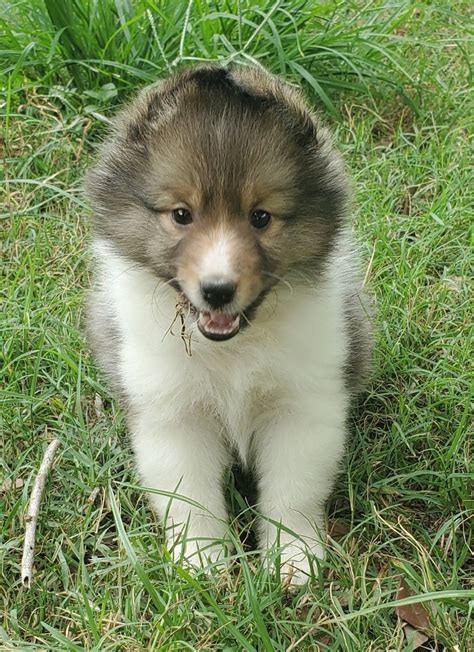 Sheltie Puppies for Sale