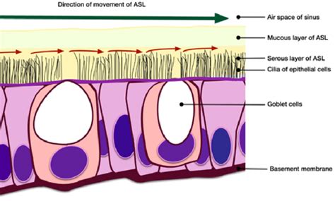 Illustration demonstrating ciliary activity in conjunction with goblet... | Download Scientific ...