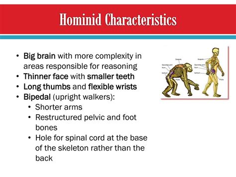 PPT - Hominid Evolution & Classification PowerPoint Presentation - ID:2062051