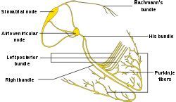 Purkinje fibers - Wikipedia in 2020 | Rhythms, Cardiovascular disorders, Make it simple