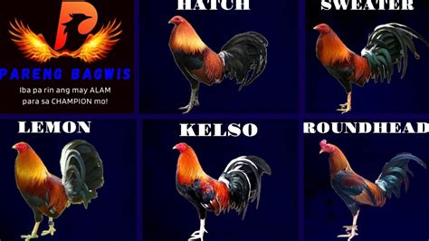 GAMEFOWL BLOODLINES: for new breeders! Patok ito mga boss, alamin ang ...