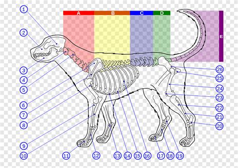 Découvrir 89+ imagen formule vertébrale chien - fr.thptnganamst.edu.vn