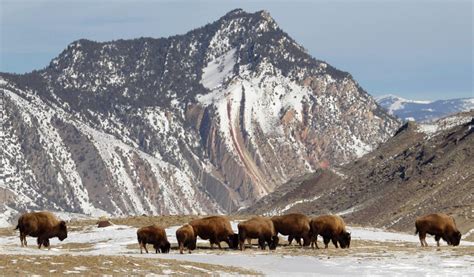 Yellowstone park proposes killing 1,000 bison this winter | Science ...