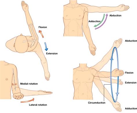 Medial And Lateral Rotation