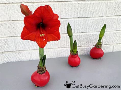 Waxed Amaryllis Bulbs Care & Complete Growing Instructions