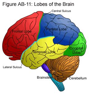 Lateral sulcus – Definition, Location, Appearance, Functions and Pictures - Bodterms