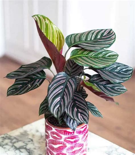 How to Propagate Calathea Ornata - Garden and Plant Care