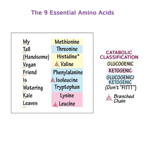 Biochemistry Glossary: 9 Essential Amino Acids | ditki medical ...