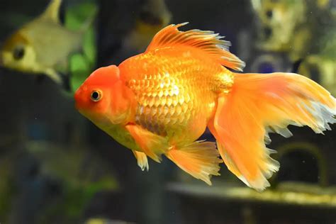 7 Difference Between Female and Male Goldfish (With Table) - Animal Differences