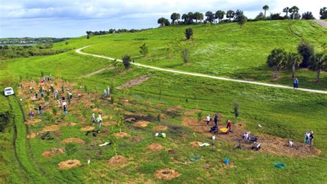 Volunteers plant microforest at Celery Fields to help combat climate change