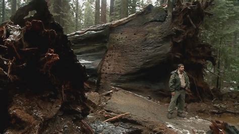 Iconic California Sequoia 'tunnel tree' destroyed in storm | khou.com