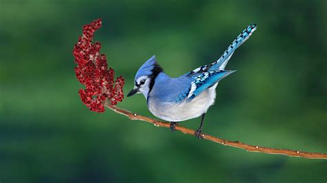 Steps to Attract Blue Jays to Your Bird Feeder