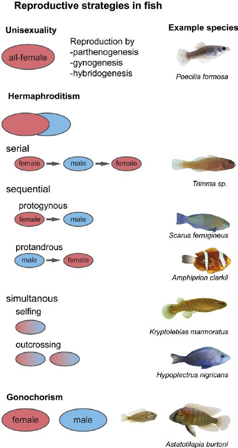 Reproductive strategies in fi sh. Fish can be grouped according to... | Download Scientific Diagram