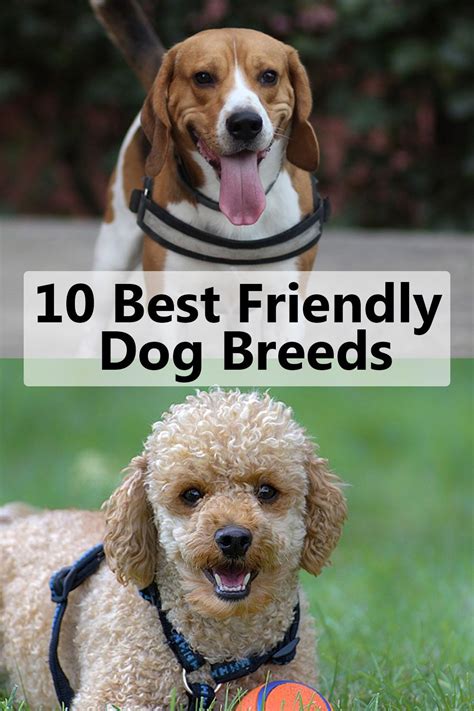 10 Best Friendly Dog Breeds | Friendly dog breeds, Dog breeds, Dog friends