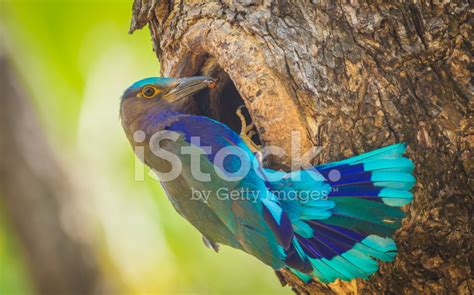 Indian Roller Stock Photo | Royalty-Free | FreeImages