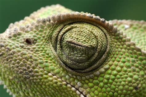 Chameleon eye close up stock photo. Image of climb, green - 78164072