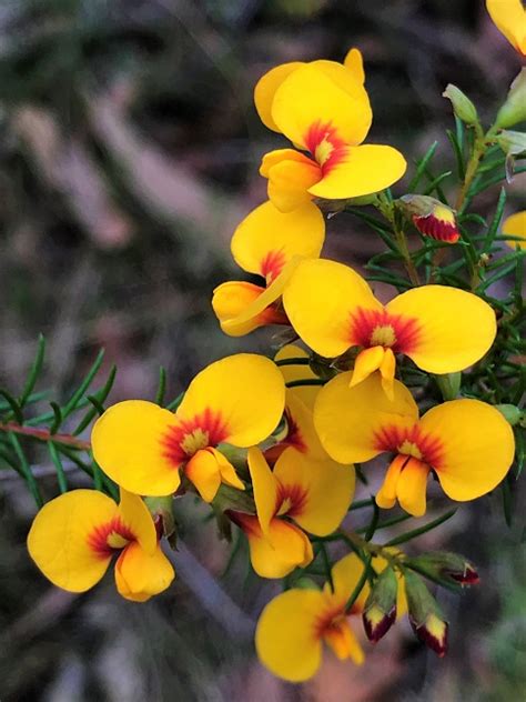 Pea flowers of the Georges River National Park | Australian Plants Society