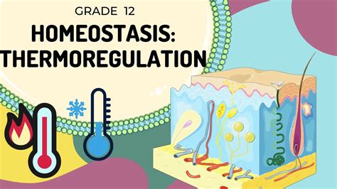 HOMEOSTASIS | Thermoregulation | Easy to Understand - YouTube