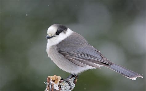 Gray Jay | Audubon Field Guide