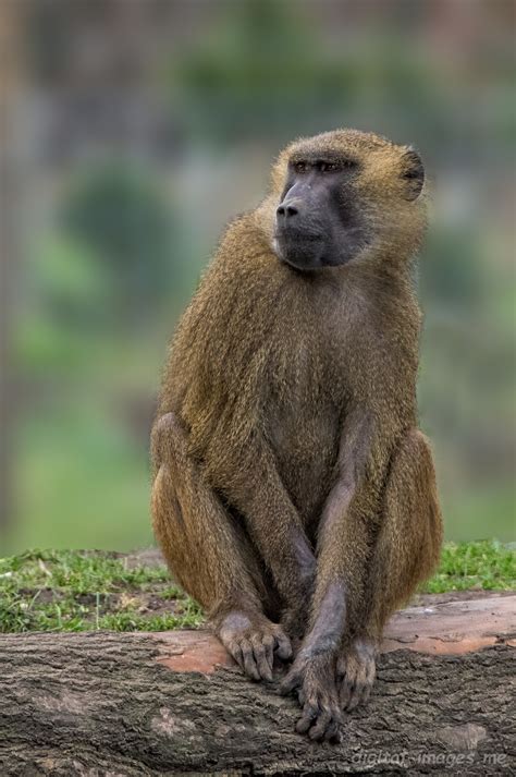 Guinea Baboons - Digital Images