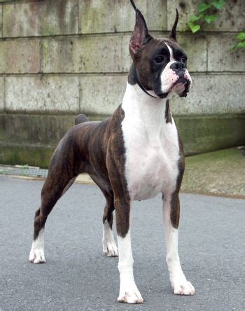 German Dog Breeds: Boxer – German Culture