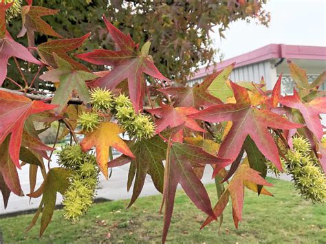 American Sweet Gum Tree: An Attractive Plant With Spiky Fruits - Dengarden