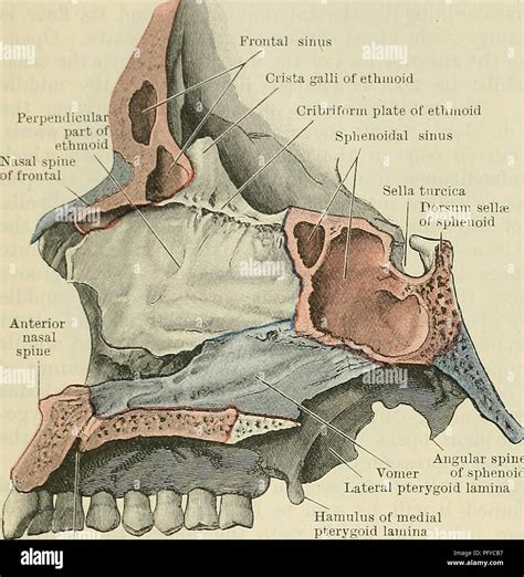 Sphenoid Sinus Anatomy - Anatomical Charts & Posters