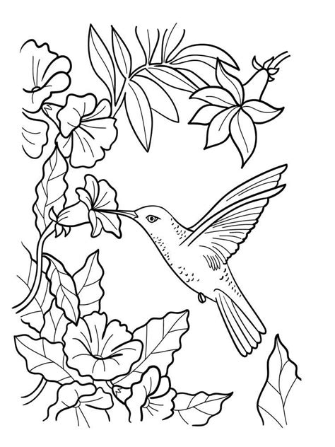 Free Hummingbird Coloring Page - Coloring Home