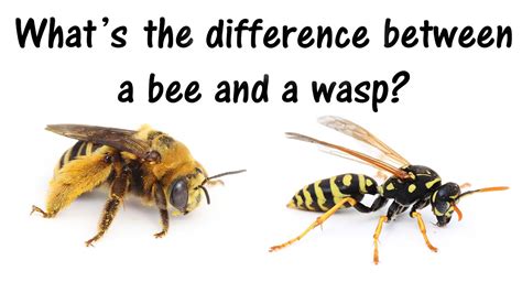 What's the difference between wasps and bees? - YouTube