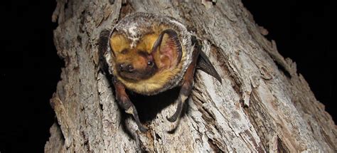 Bat Guide - ON Nature Magazine