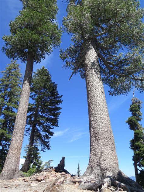 Pinus albicaulis - Trees and Shrubs Online