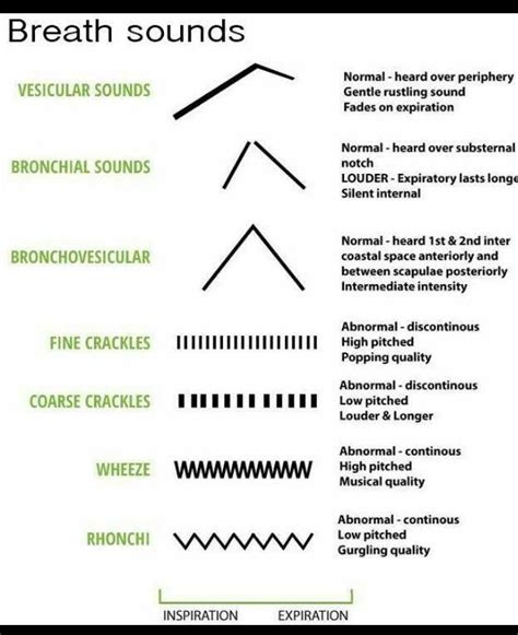 lung sound refresher #nursing #lungsounds | Nursing school tips, Nursing assessment, Nursing ...