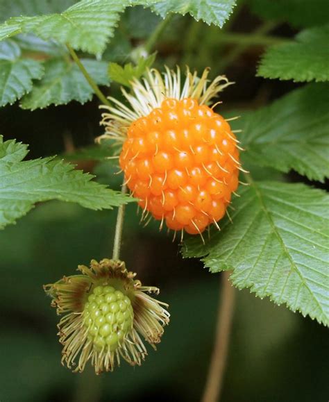 Salmonberry