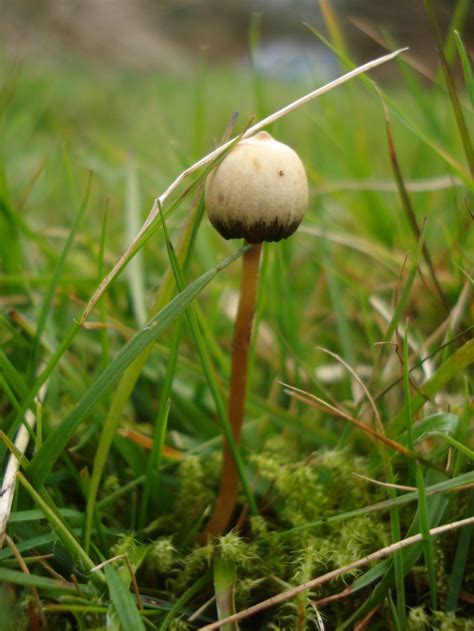 Shroomery - Psilocybe semilanceata