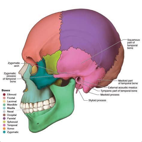 Temporal Bone Petrous Part Anatomy