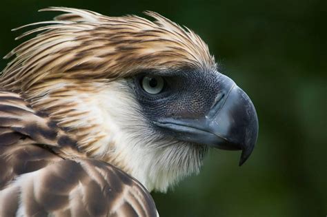 Philippine eagle Arakan: Extremely rare eagle killed by FALLING BRANCH at the Philippine Eagle ...