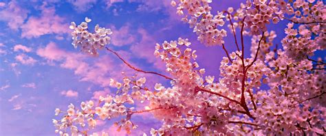 2560x1080 Cherry Blossom Tree 4k 5k Wallpaper,2560x1080 Resolution HD ...