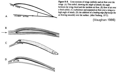 Wings as Airfoils