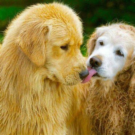 Golden Retrievers...puppy kisses | Dog life, Dog love, Golden retriever