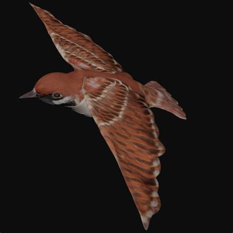 Rigged flying bird 3D model - TurboSquid 1685005