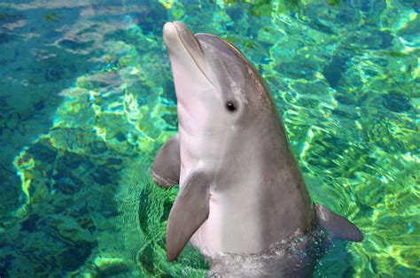 Dolphin-Babies.11-B | Dolphin Quest | Swimming With The Dolphins | Bermuda, Hawaii, & Oahu