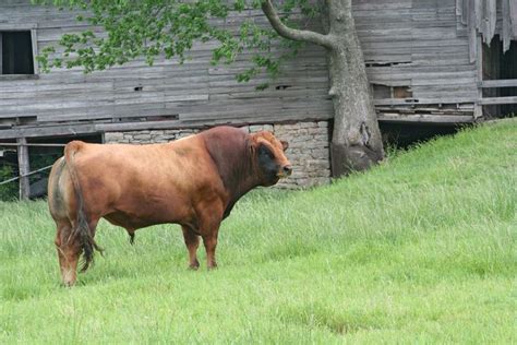 15 best Tarentaise Cattle images on Pinterest | Cattle, Cow and Ranch