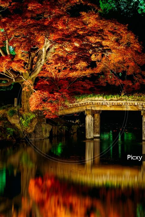 Image of Autumn Leaves Image Of A Japanese Garden-CP393142-Picxy