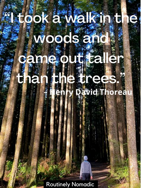 100 Beautiful Tree Quotes and Sayings | Routinely Nomadic