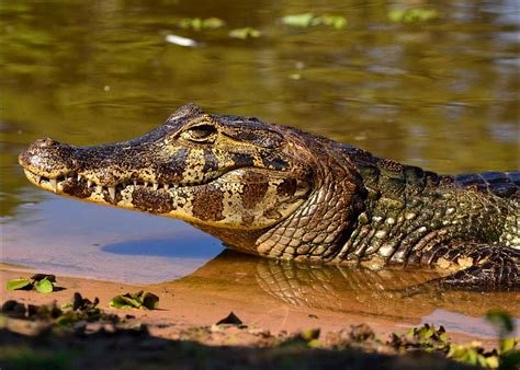 Visit The Pantanal on a trip to Brazil | Audley Travel